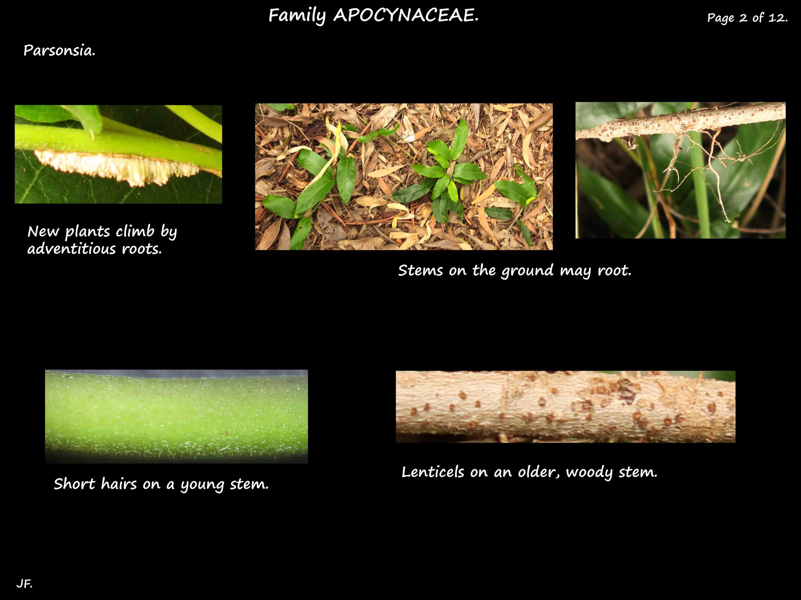 2 Parsonsia adventitious roots & lenticels